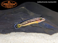Julidochromis marksmithi