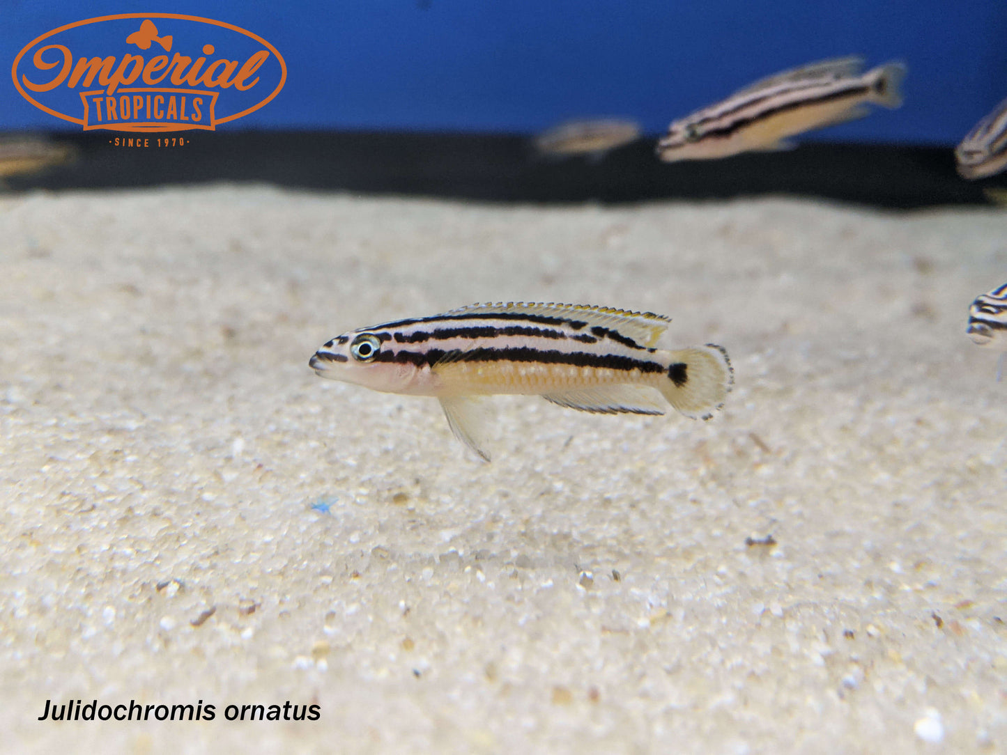 Julidochromis ornatus ”Zambia”