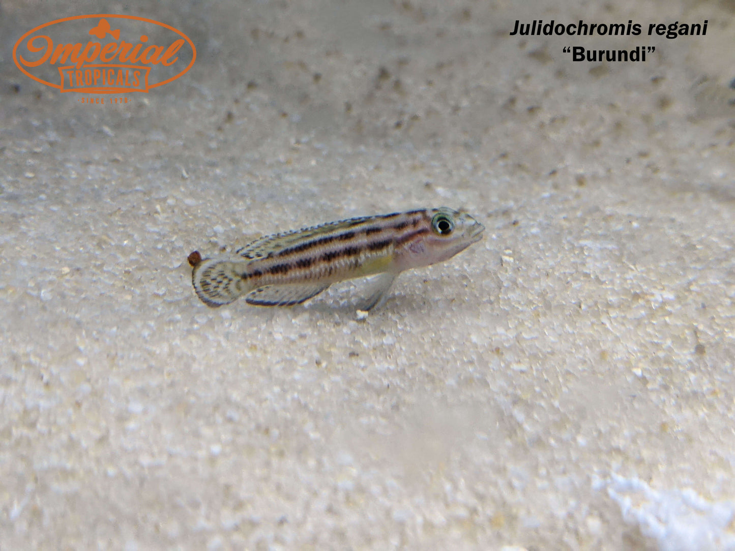 Julidochromis regani "Burundi"