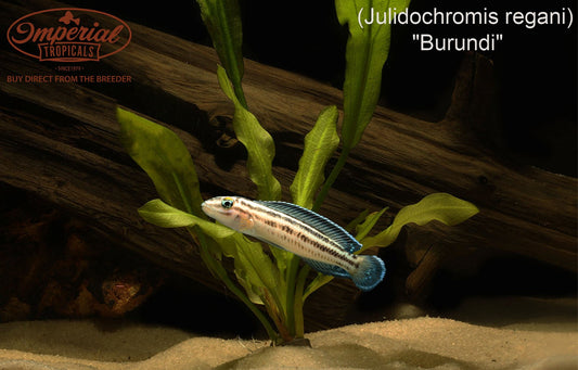 Julidochromis regani "Burundi"