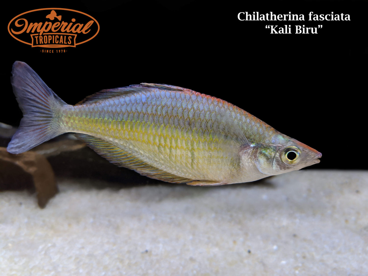 Kali Biru Rainbowfish
