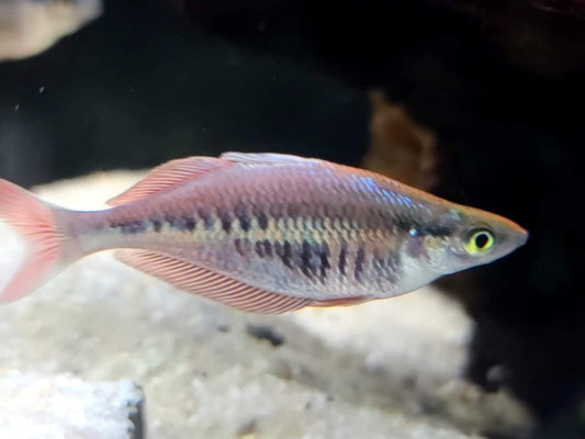 Kali Web Rainbowfish