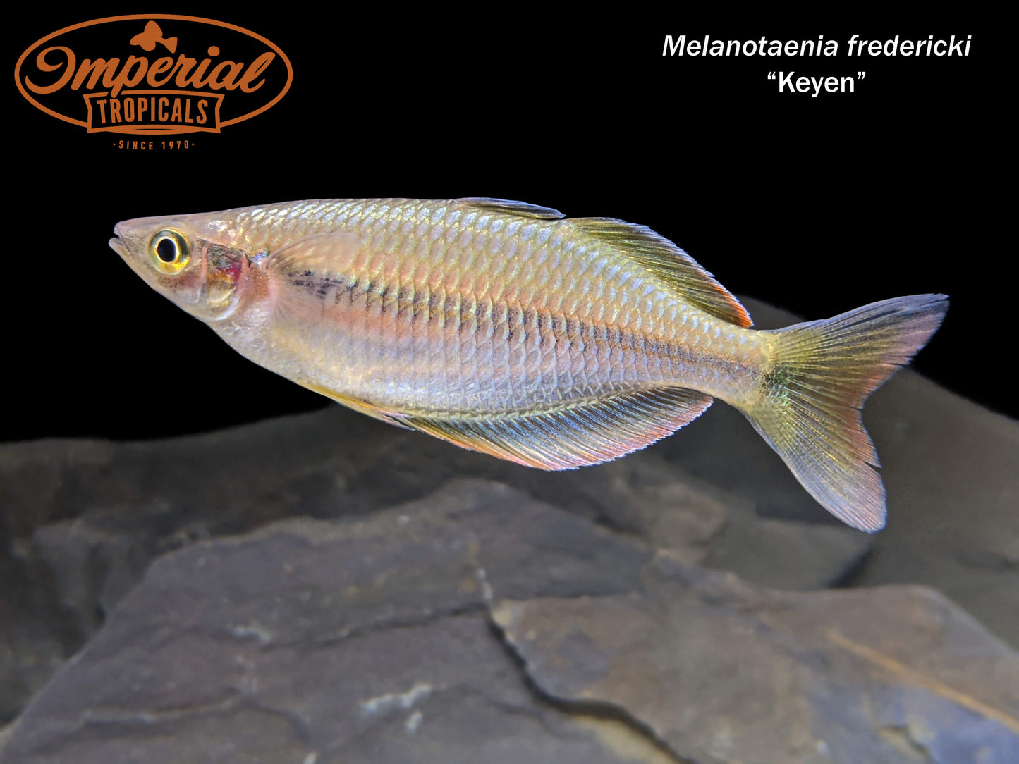 Keyen Rainbowfish