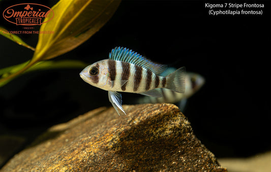 Kigoma 7 Stripe Frontosa