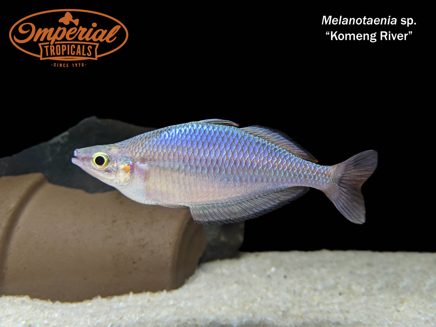 Komeng River Rainbowfish