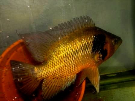 Krauss' Basketmouth Cichlid