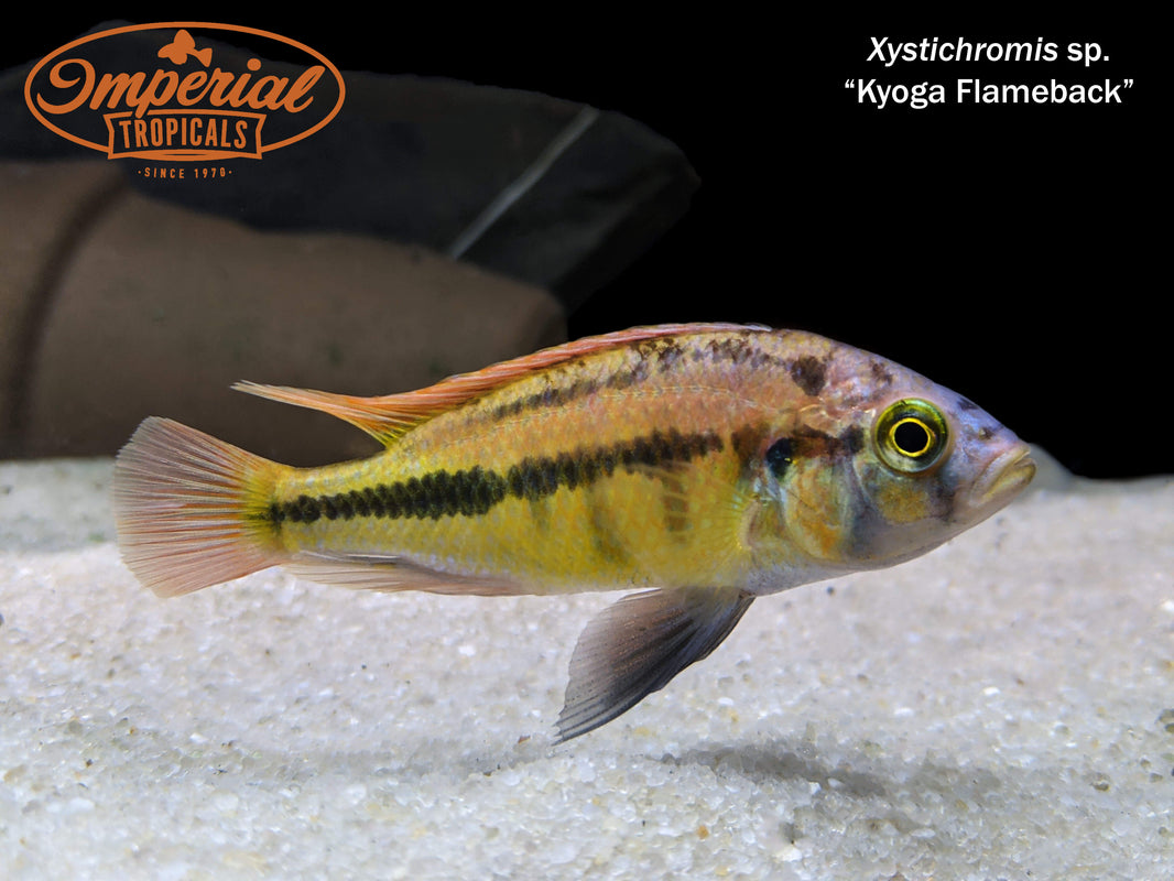 Lake Victoria cichlids Imperial Tropicals