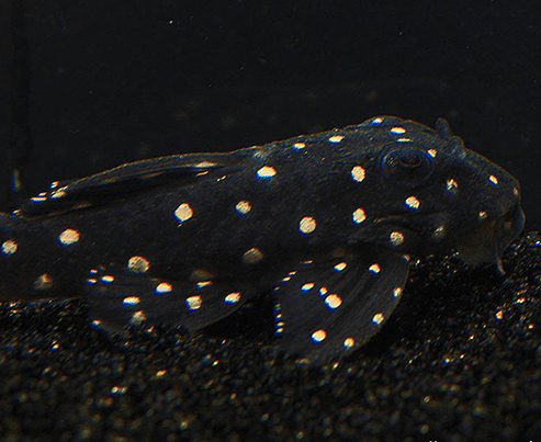 L201 Orinoco Snowball Angel Pleco (Hypancistrus sp.) - shop Imperial ...