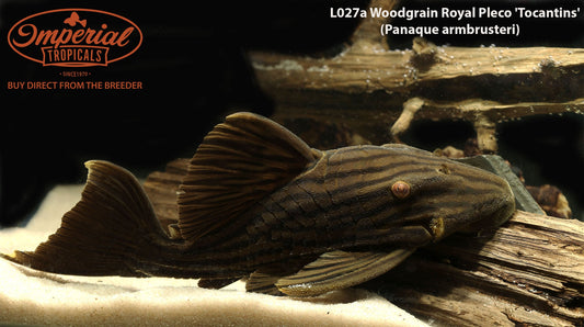 L027a Woodgrain Royal Pleco 'Tocantins'