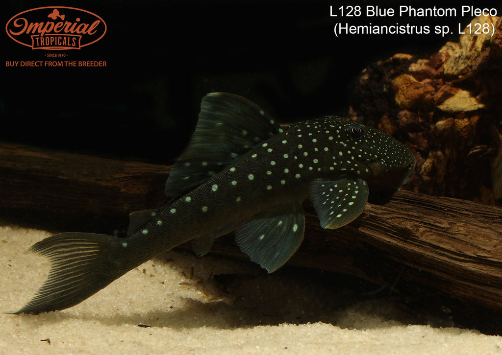 L128 Blue Phantom Pleco (Hemiancistrus sp.) – Imperial Tropicals