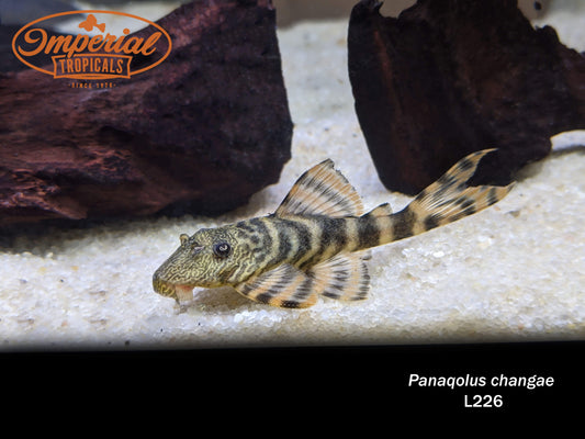 L226 Iquitos Tiger Pleco