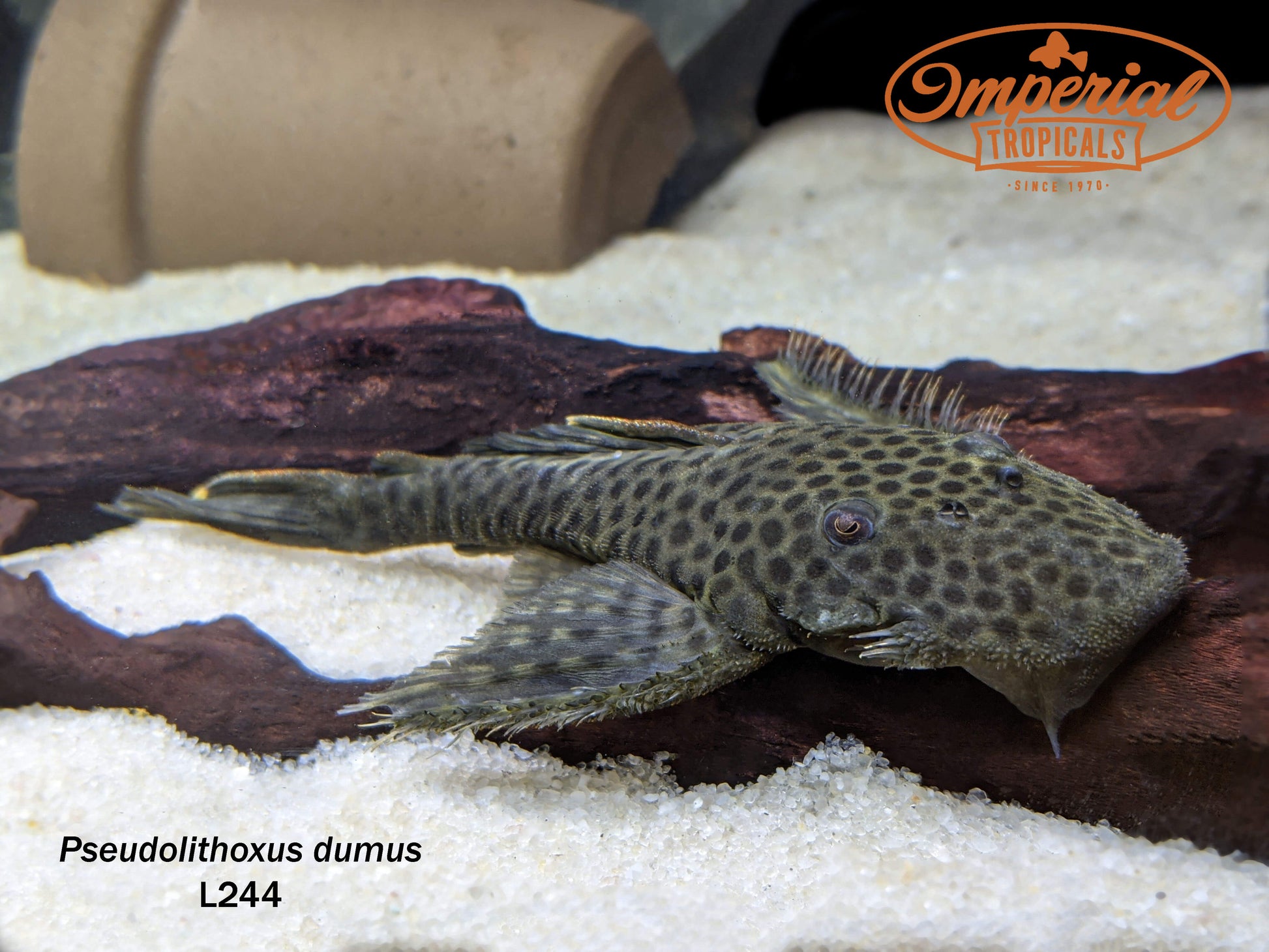 L244 Black Spotted Flyer Pleco (Pseudolithoxus dumus) - shop Imperial  Tropicals