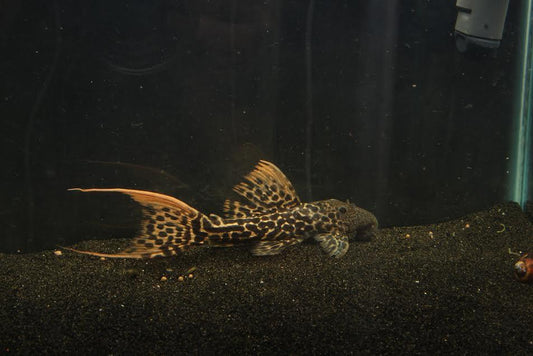 L273 Titanic Pleco (Pseudacanthicus sp.) - Imperial Tropicals