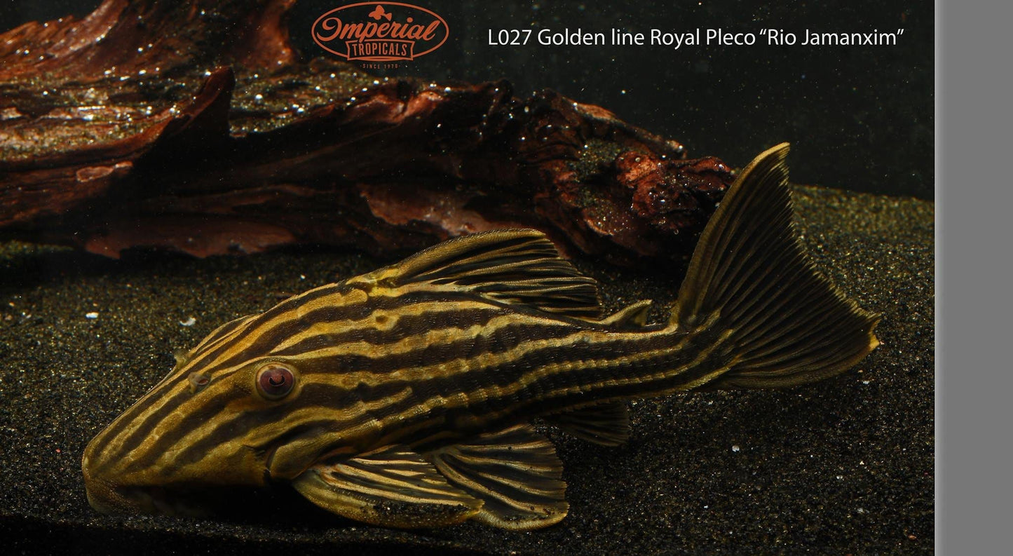 L027 Golden Line Royal Pleco "Rio Jamanxim" (Panaque armbrusteri) - Imperial Tropicals