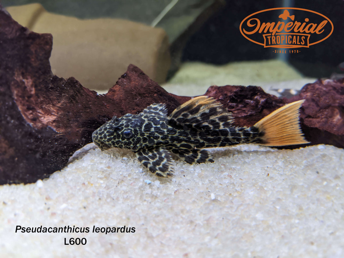 L600 Leopard Cactus Pleco (Pseudacanthicus leopardus) - shop Imperial ...