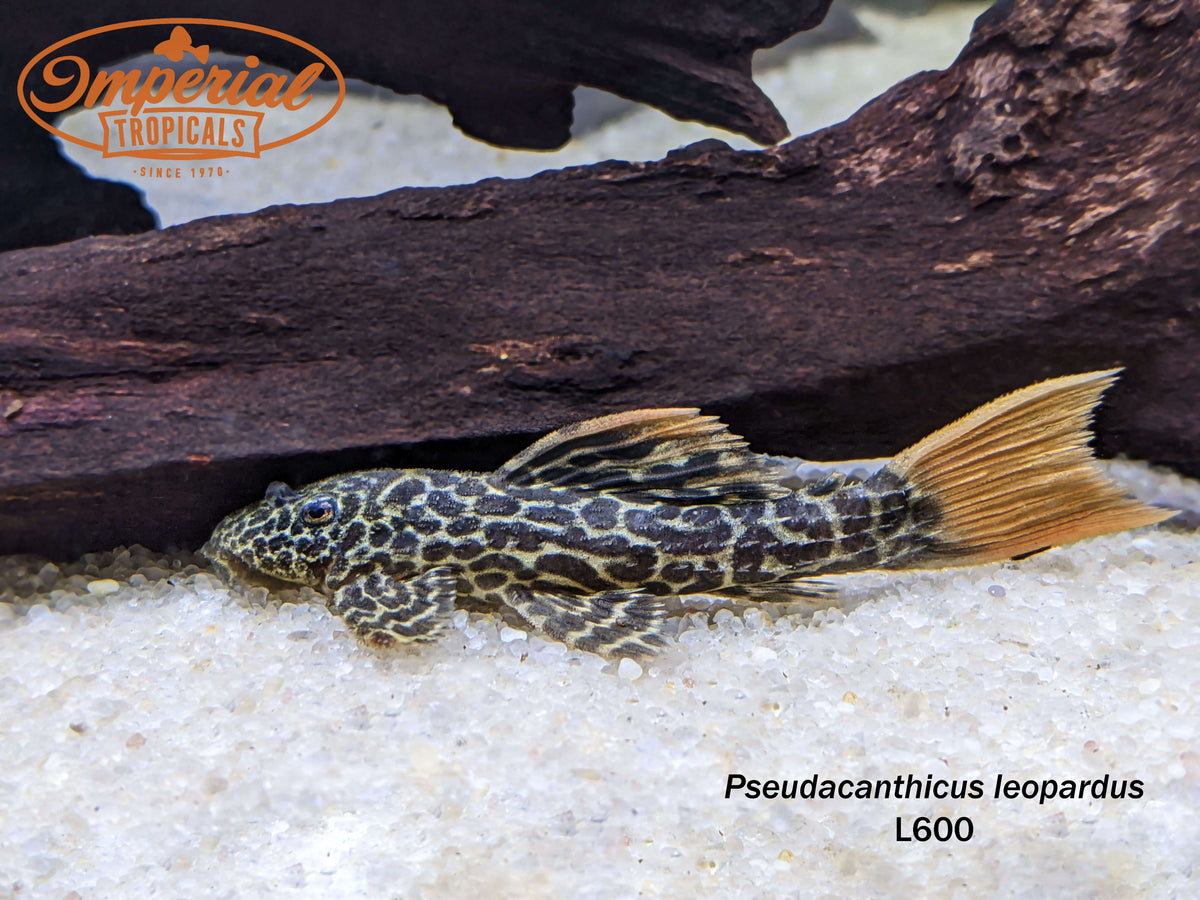 L600 Leopard Cactus Pleco (Pseudacanthicus leopardus) - shop Imperial ...