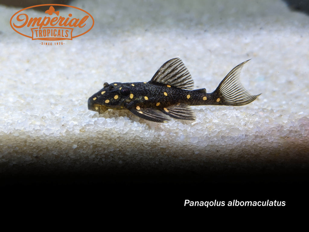 Lda031 Mustard Spot Pleco Panaqolus Albomaculatus Imperial Tropicals 6107