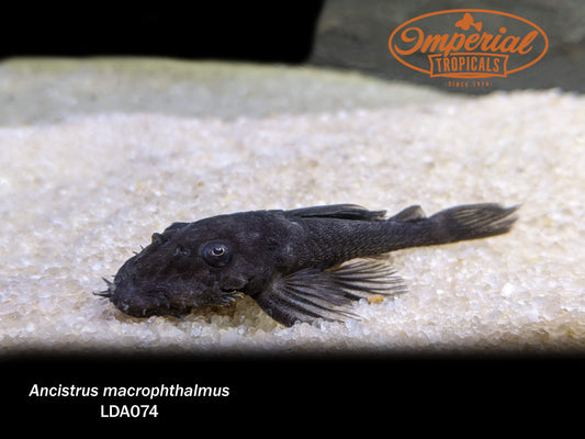 LDA074 Blue Medusa Pleco