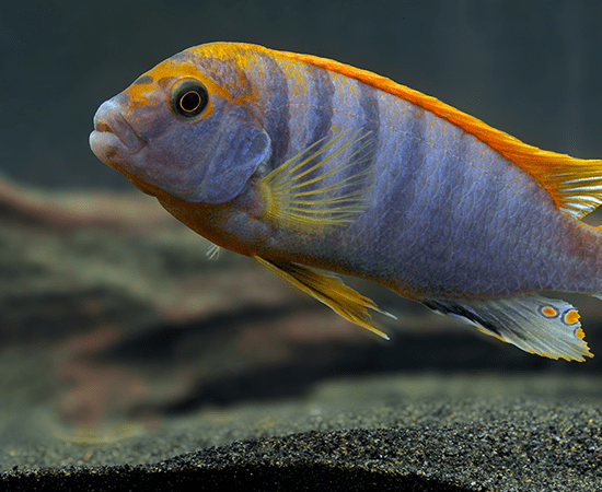 Red Top Hongi (Labidochromis sp.) - Imperial Tropicals