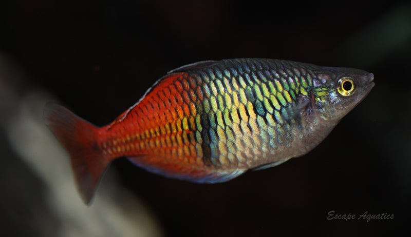 Lake Aytinjo Boesemani Rainbowfish