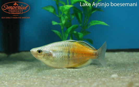 Lake Aytinjo Boesemani Rainbowfish