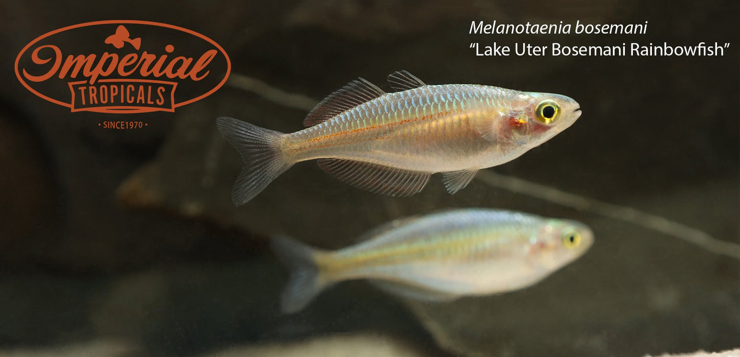 Lake Uter Boesemani Rainbowfish