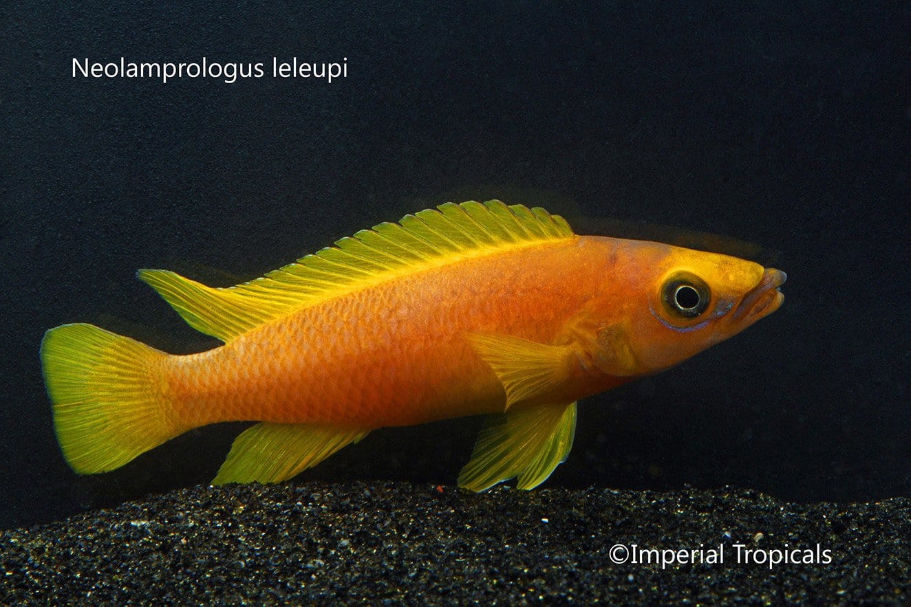 (Neolamprologus leleupi) - Imperial Tropicals