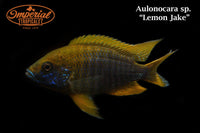 Lemon Jake Peacock