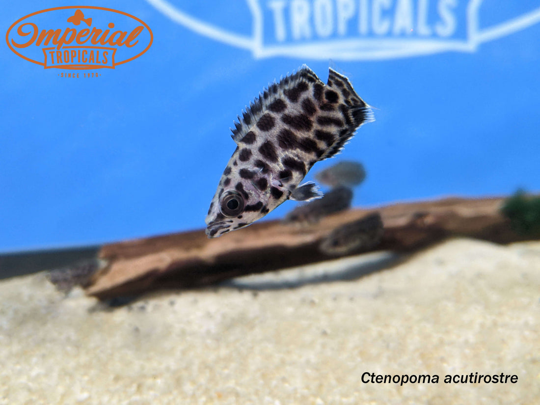 Leopard Bushfish (Ctenopoma acutirostre) - shop Imperial Tropicals