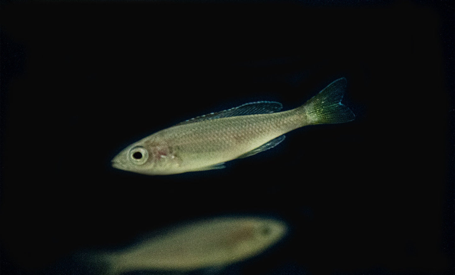 Cyprichromis leptosoma "Tri-Color"