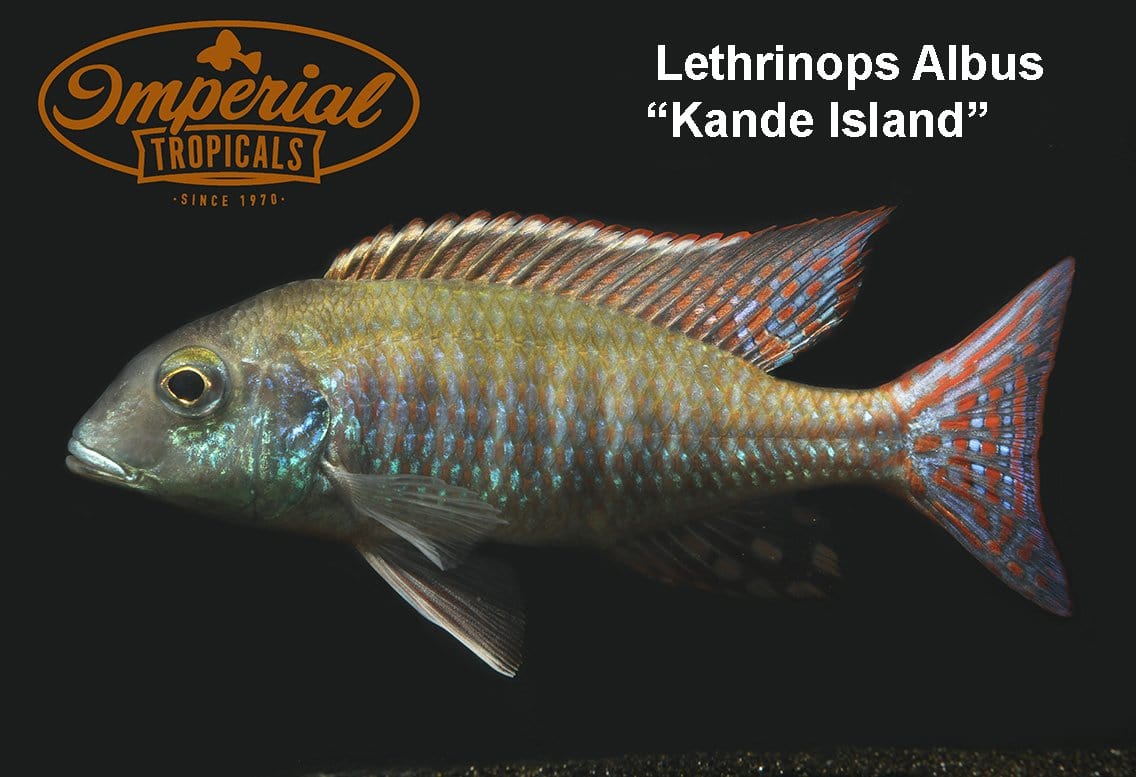 Kande Island (Lethrinops albus) - Imperial Tropicals