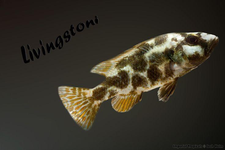 (Nimbochromis livingstonii) - Imperial Tropicals