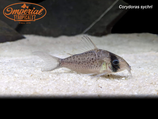 Long Nose Fairy Brochis