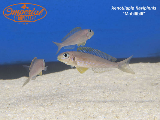 Xenotilapia flavipinnis "Mabilibili"