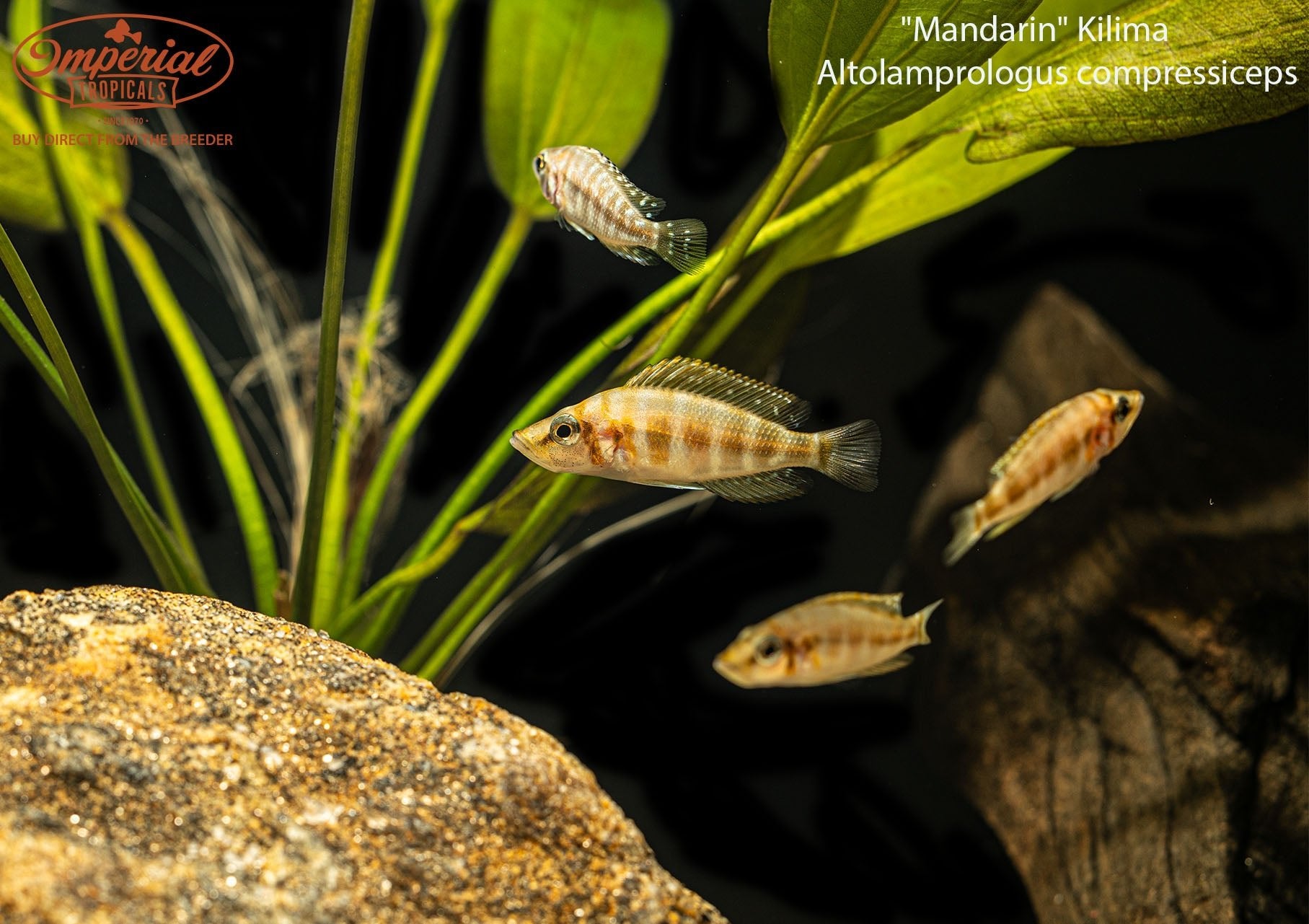 Altolamprologus compressiceps