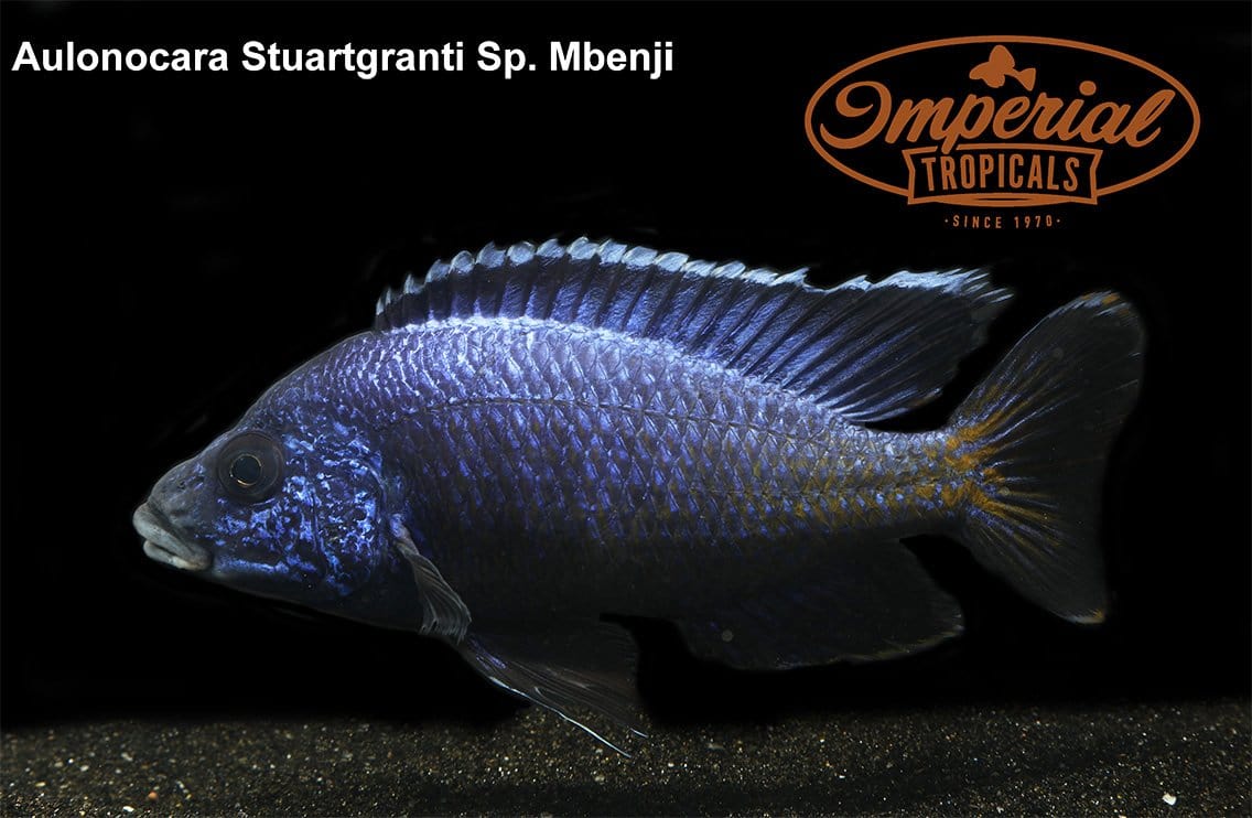 Blue Regal "Mbenji" Peacock (Aulonocara koningsi) - Imperial Tropicals