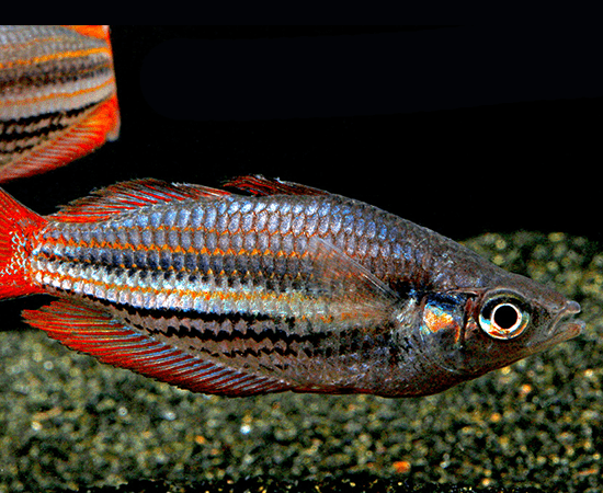 Western Rainbowfish (Melanotaenia australis) - Imperial Tropicals