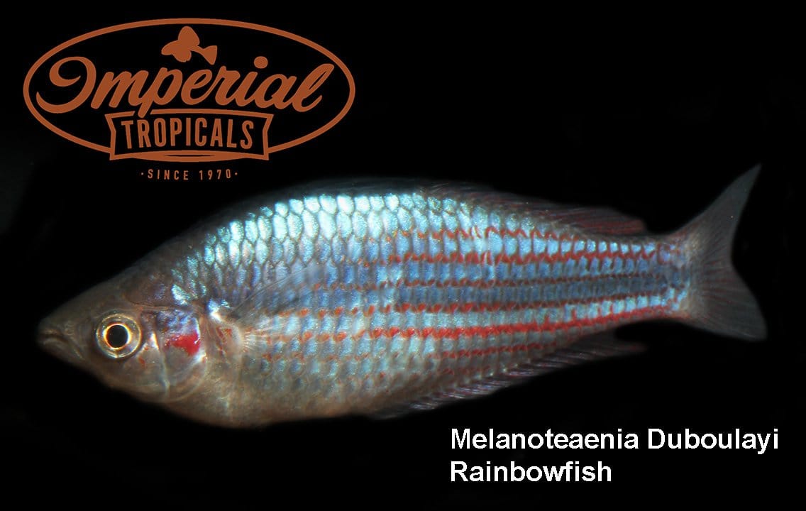 Crimson Spotted Rainbowfish (Melanotaenia duboulayi) - Imperial Tropicals