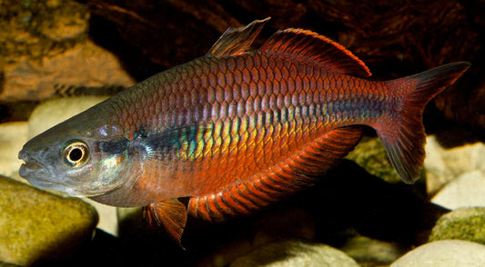 Klasio Creek Rainbowfish