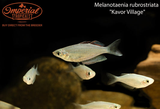 Kavor Village Rainbowfish