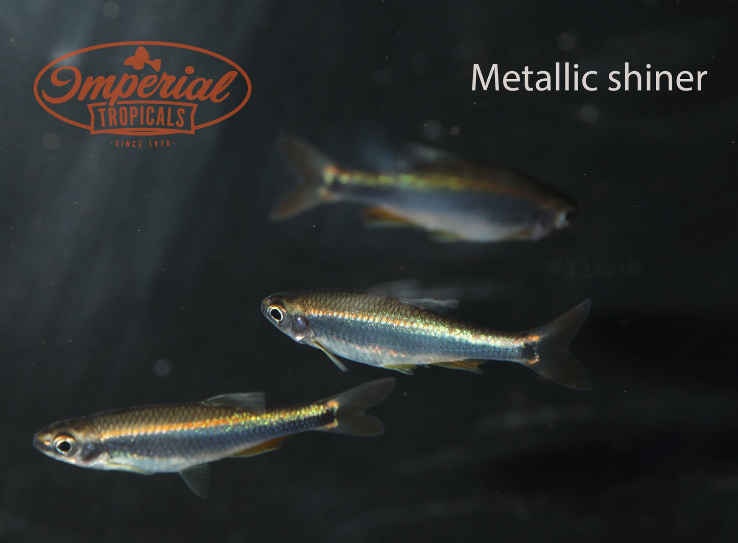 Metallic Shiner (Pteronotropis metallicus) - Imperial Tropicals