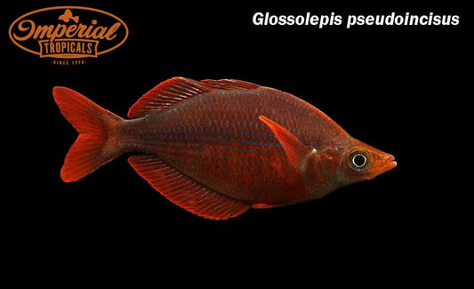 Millennium Rainbowfish