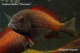 Moliro Firecracker Tropheus