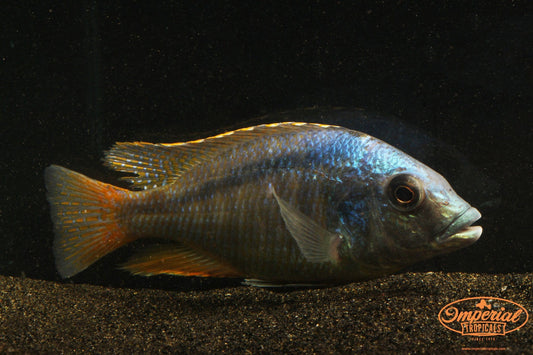 (Mylochromis anaphyrmus) - Imperial Tropicals