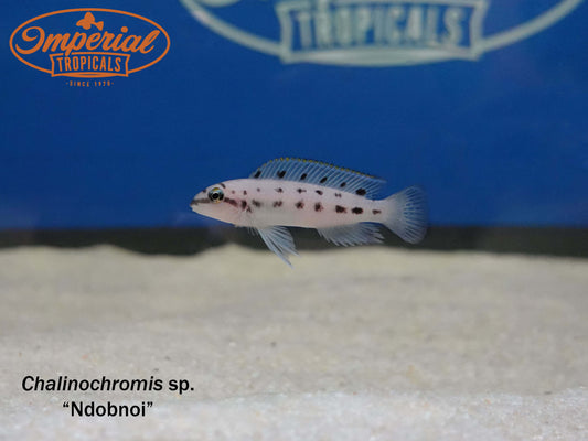 Chalinochromis sp. Ndobnoi