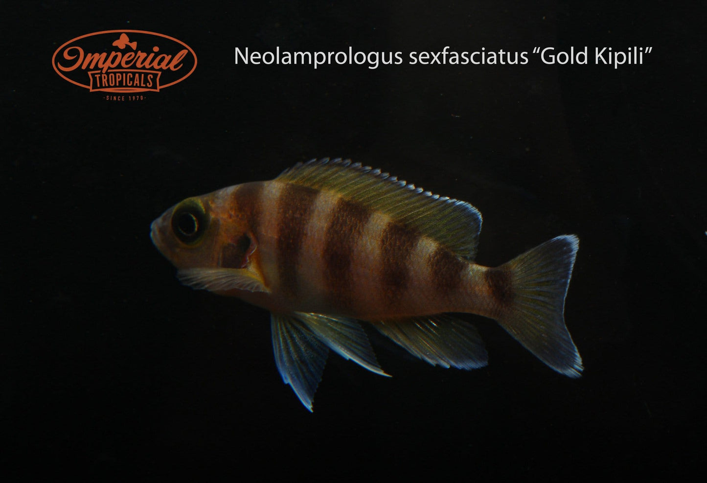 Gold Kipili (Neolamprologus sexfasciatus) - Imperial Tropicals