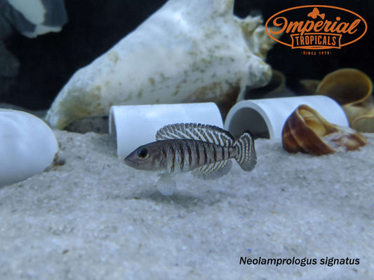 Neolamprologus signatus