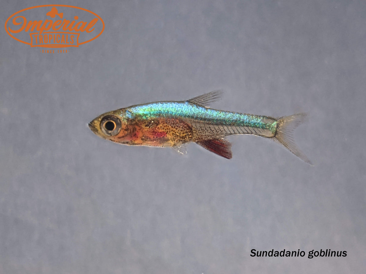 Neon Blue Rasbora (Sundadanio goblinus) - shop Imperial Tropicals