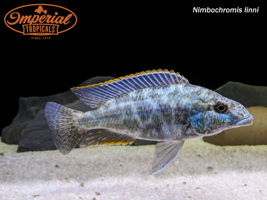 Nimbochromis linni