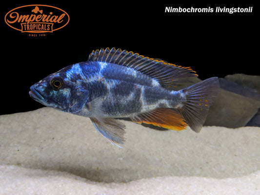 Nimbochromis livingstonii